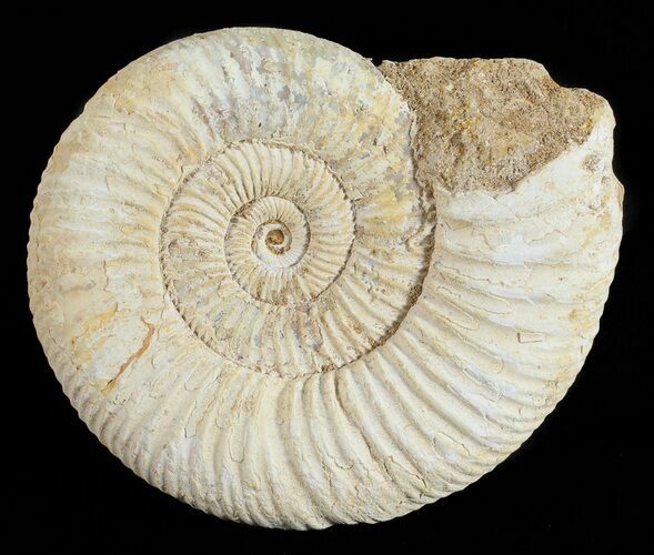 Perisphinctes Ammonite - Jurassic #54260